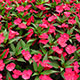 image de Impatiens