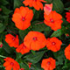 image de Impatiens