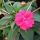 image de Impatiens