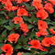 image de Impatiens