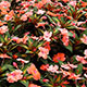 image de Impatiens