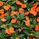 image de Impatiens