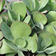 image de Kalanchoe thyrsiflora