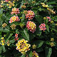 image de Lantana