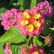 image de Lantana