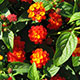 image de Lantana