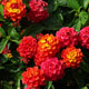 image de Lantana