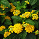 image de Lantana