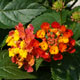 image de Lantana camara