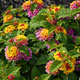 image de Lantana camara