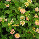 image de Lantana