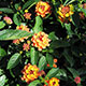 image de Lantana