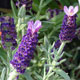 image de Lavandula stoechas