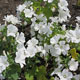 image de Malva trimestris (Lavatera trimestris)