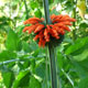 image de Leonotis nepetifolia