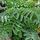 image de Melianthus major