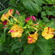 image de Mirabilis jalapa