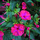 image de Mirabilis jalapa