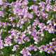 image de Nemesia fruticans