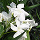 image de Nerium oleander