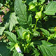 image de Nicandra physaloides