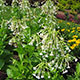 image de Nicotiana sylvestris