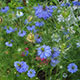 image de Nigella damascena