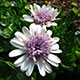 image de Osteospermum