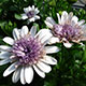 image de Osteospermum