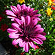 image de Osteospermum