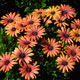 image de Osteospermum