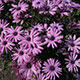 image de Osteospermum