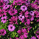 image de Osteospermum