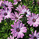 image de Osteospermum