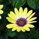 image de Osteospermum