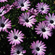 image de Osteospermum