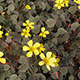 image de Oxalis