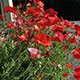 image de Papaver rhoeas