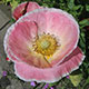 image de Papaver rhoeas