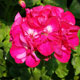 image de Pelargonium