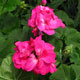 image de Pelargonium