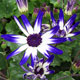 image de Pericallis