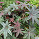 image de Ricinus communis cv.