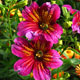 image de Salpiglossis série