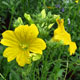 image de Salpiglossis série