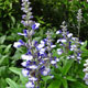 image de Salvia farinacea