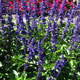 image de Salvia