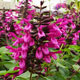 image de Salvia hybrida