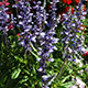 image de Salvia farinacea