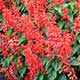 image de Salvia splendens